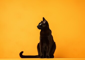 Black cat sitting and looking up on orange background. Studio shot.