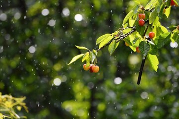 cherries in the spring rain