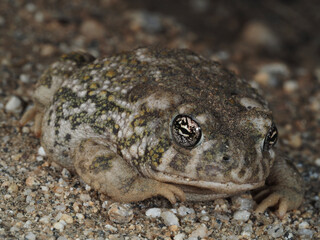 Arroyo Toad