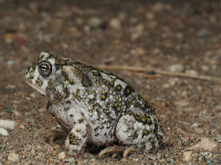 Arroyo Toad