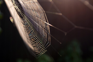 The web is woven by a spider. Selective focus. Dark background.
Color flicker and aberration.