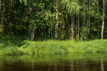 natural landscape, grassy wooded shore of the forest river, view from the water on a sunny day