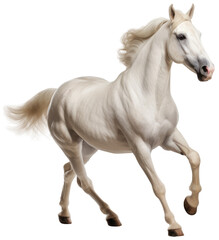 Side view of a running white horse isolated on a white background as transparent PNG