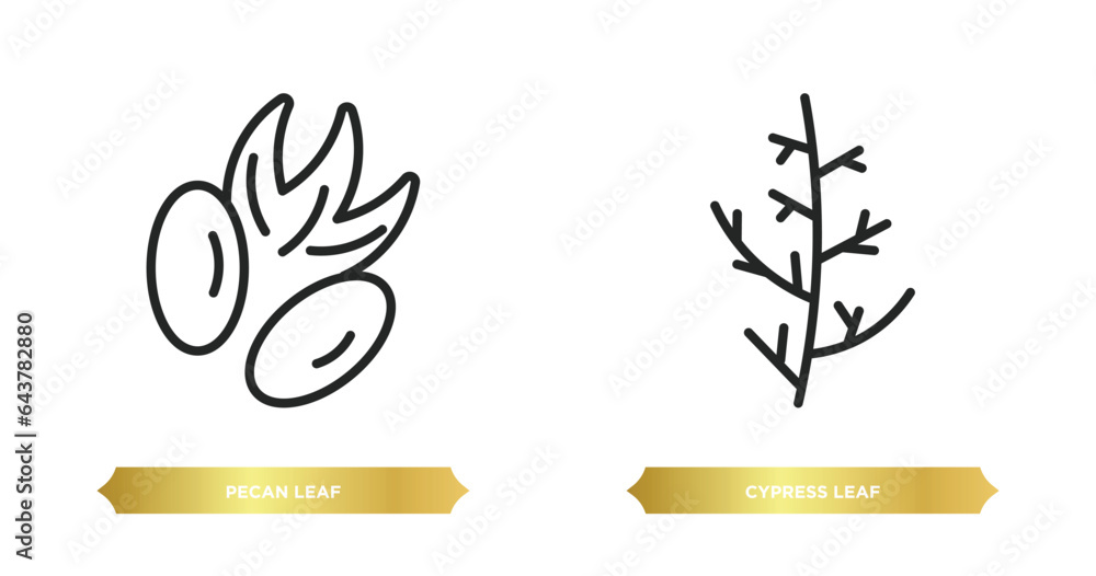 Poster two editable outline icons from nature concept. thin line icons such as pecan leaf, cypress leaf vec