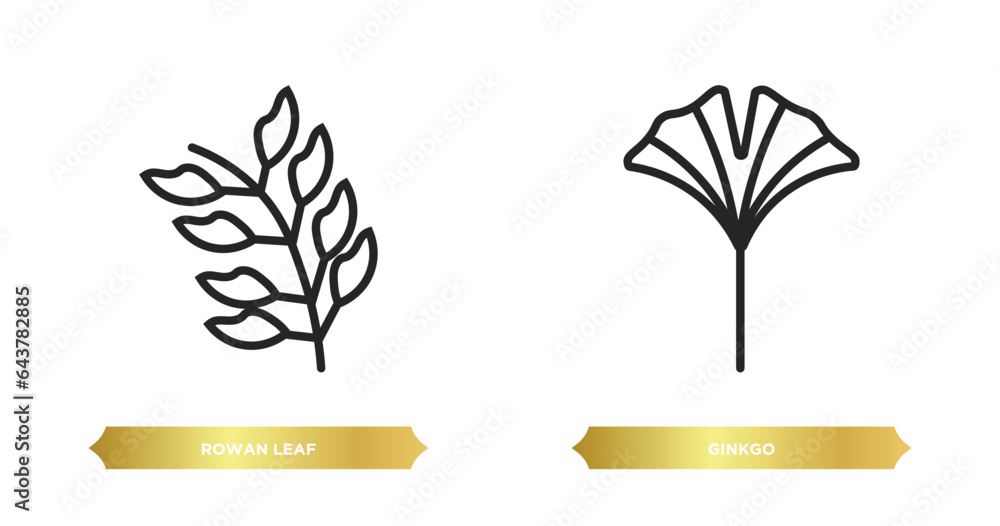 Poster two editable outline icons from nature concept. thin line icons such as rowan leaf, ginkgo vector.