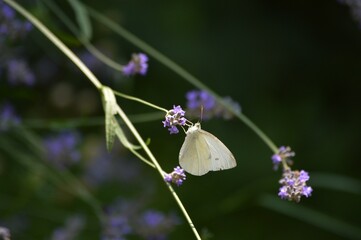 white butterfly and purple lavender flower