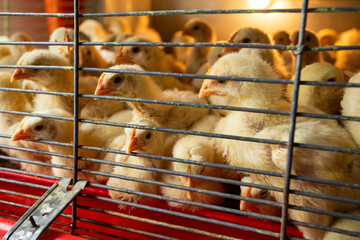 Small chicks in cages for sale in the Colombian market