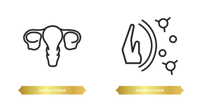 two editable outline icons from human body parts concept. thin line icons such as human uterus, immune system vector.