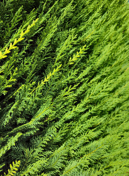 Green leylandii conifer hedge of evergreen leyland cypres background with fragrant foliage