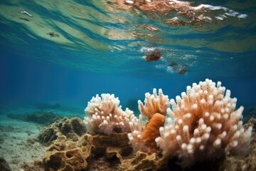 Naklejka na ściany i meble coral polyps releasing bundles into the water
