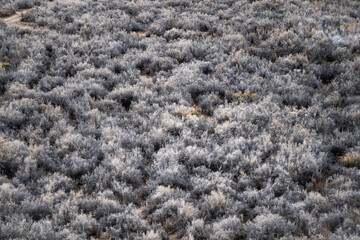 Gray and Beige shrubs in Colorado Western Plains Texture