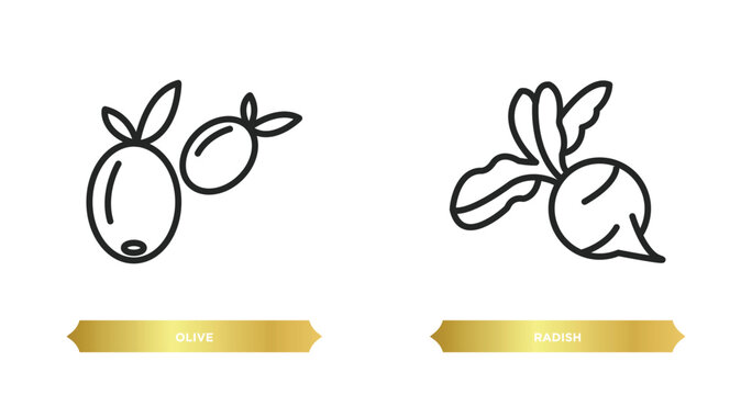 two editable outline icons from fruits and vegetables concept. thin line icons such as olive, radish vector.