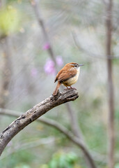 robin perched on a branch