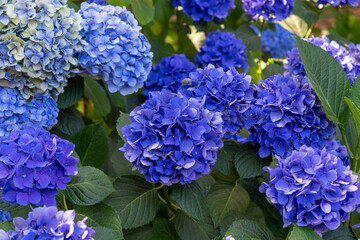 blue hydrangea flowers in garden
