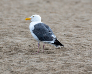 seagull on the beach