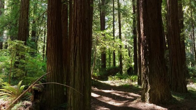 Aerial slow trail redwood forest northern California. National State Parks along coastal shoreline  mountain range. Tallest trees on earth. Tourist destinations with roads and hiking trails.