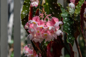 Beautiful Angel Wing Begonia flowers at a botanical garden in Southern California