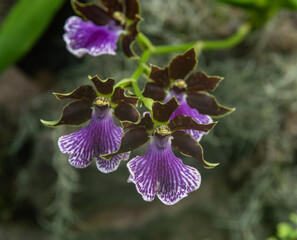 Beautiful purple orchid flower at a botanical garden in Southern California