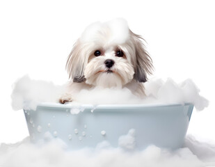 Cute little Shih-Tzu dog in a bath with foam, isolated on white background, cute pet concept, realistic 3D illustration, generative ai - obrazy, fototapety, plakaty