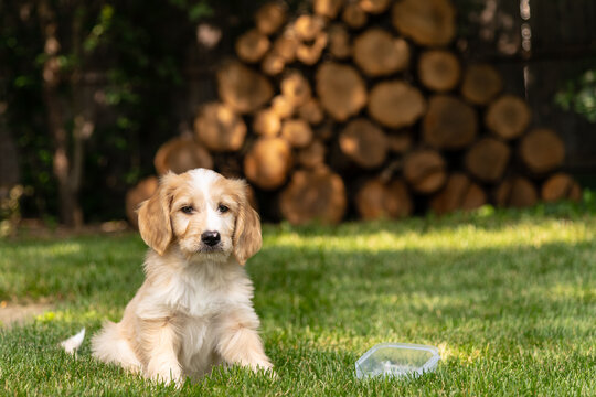 Puppy Golden Doodle in back yard grass in front of wood pile. Puppy waiting for food dish to be filled	
