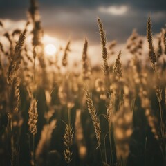 Radiant Golden Fields: A Captivating Sunset Descends Upon Vast Expanses of Serene Wheat