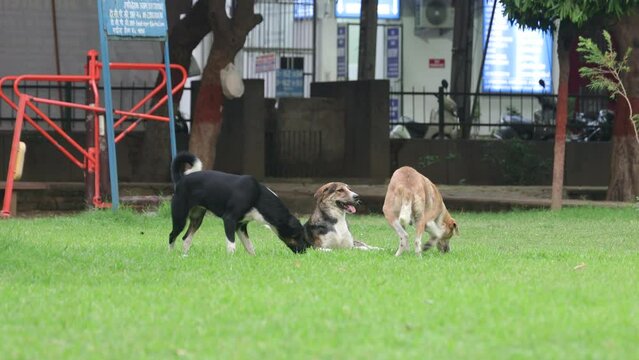 Indian street dogs together playing in the lush green park, healthy atmosphere, exercise, enjoy, play, fun, cute.