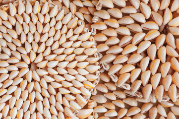 Background and texture of white small seashells coasters for food. View from above.