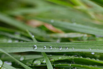 Obraz premium Morning Elegance: Close-Up of Dewy Grass Blades with Glistening Dewdrops