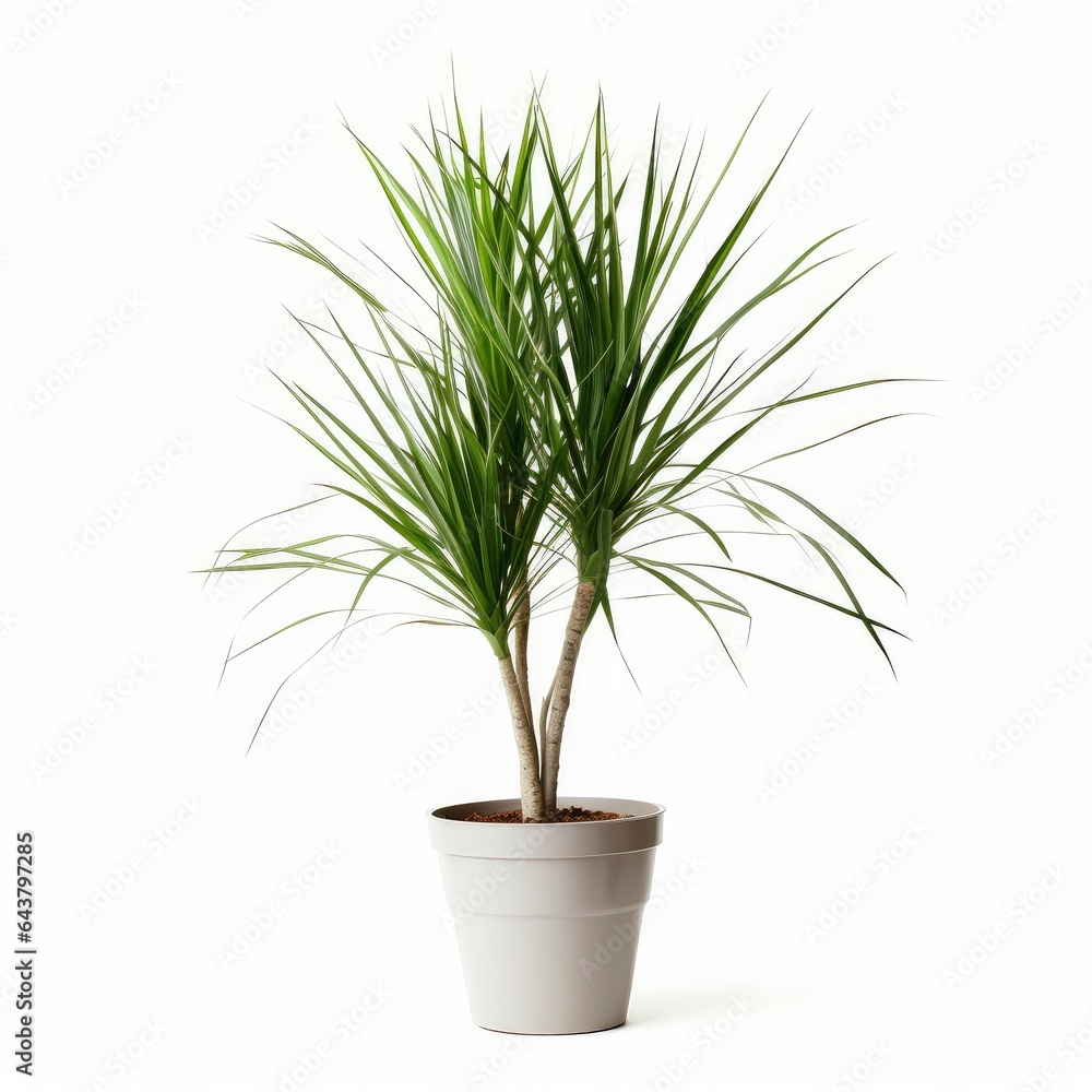 Wall mural Indoor plant. Dragon tree. Potted plant Dracaena draco isolated on white background - Wall murals