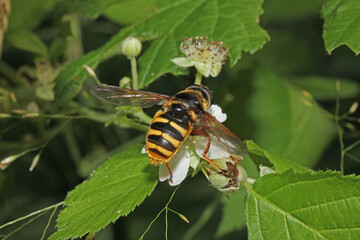 mosca floricola che imita i colori di una vespa