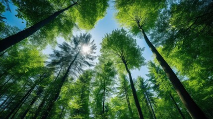 View up to the treetops in a forest