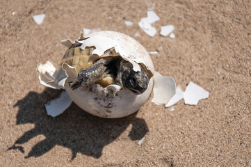 Common tortoise baby is hatching from egg. Mediterranean, baby tortoise is hatching from egg. Greek...