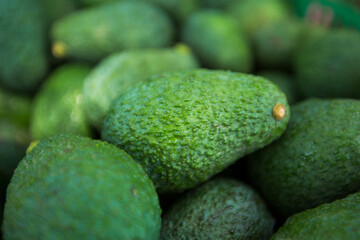 Green Avocado