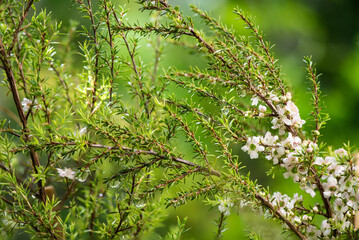 Manuka flowers and branch green leaves on nature background.