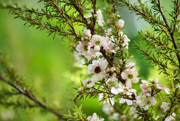 Manuka flowers and branch green leaves on nature background.