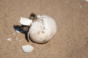 Common Mediterranean tortoise baby just hatching from egg on sand. New-born Mediterranean tortoise wriggling out of egg. Newborn turtle baby sticking its leg and head out of the egg close up.