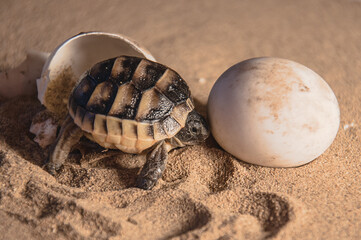 Common tortoise baby is hatching from egg. Mediterranean, baby tortoise is hatching from egg. Greek...