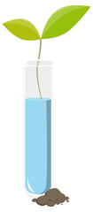 Last plant from a test tube