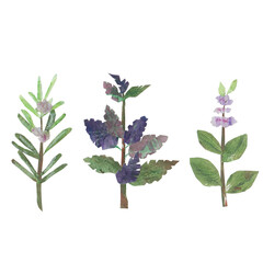 Collage. Herbs. Rosemary, mint and basil