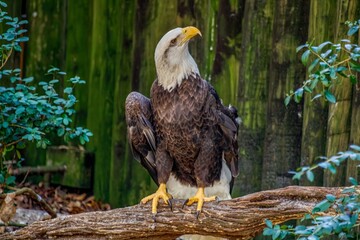 american bald eagle