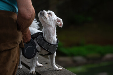 Little white dog in harness looking towards owner. The hand of an old man with leash is shown.