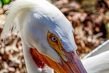 Obraz premium portrait of a pelican