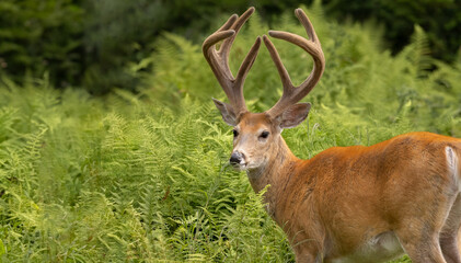 Wildlife Wonderland: Stunning White-Tailed Deer with Velvet Antlers, the Ultimate Trophy Male Buck....