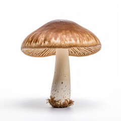Photo of Mushroom isolated on a white background