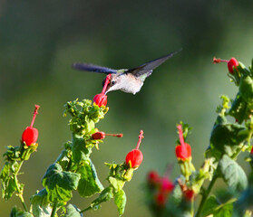 A female black chinned hummingbird feeding at a Turk's Cap flower
