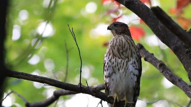 un &eacute;pervier brun sur une branche en automne