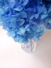 Blue hydrangea. Flowers. Macro, white background, space for text. Nature. Greeting. High quality photo