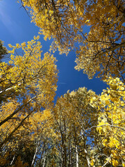 Vertical view of grove of golden aspens with fall colors and blue skies in Eastern Sierra