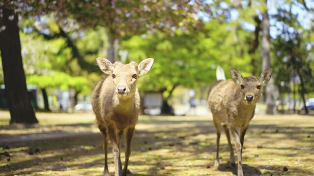 Nara deer coming toward us in Nara Park