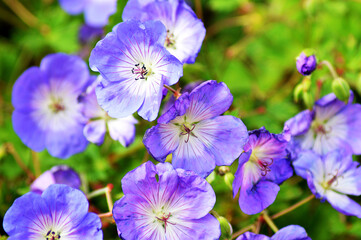 The blue flowerts of  Cranesbill (Geranium wallichianum)